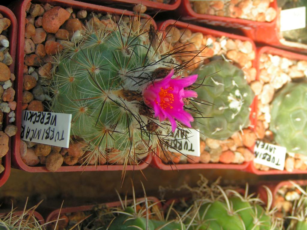 Turbinicarpus viereckii